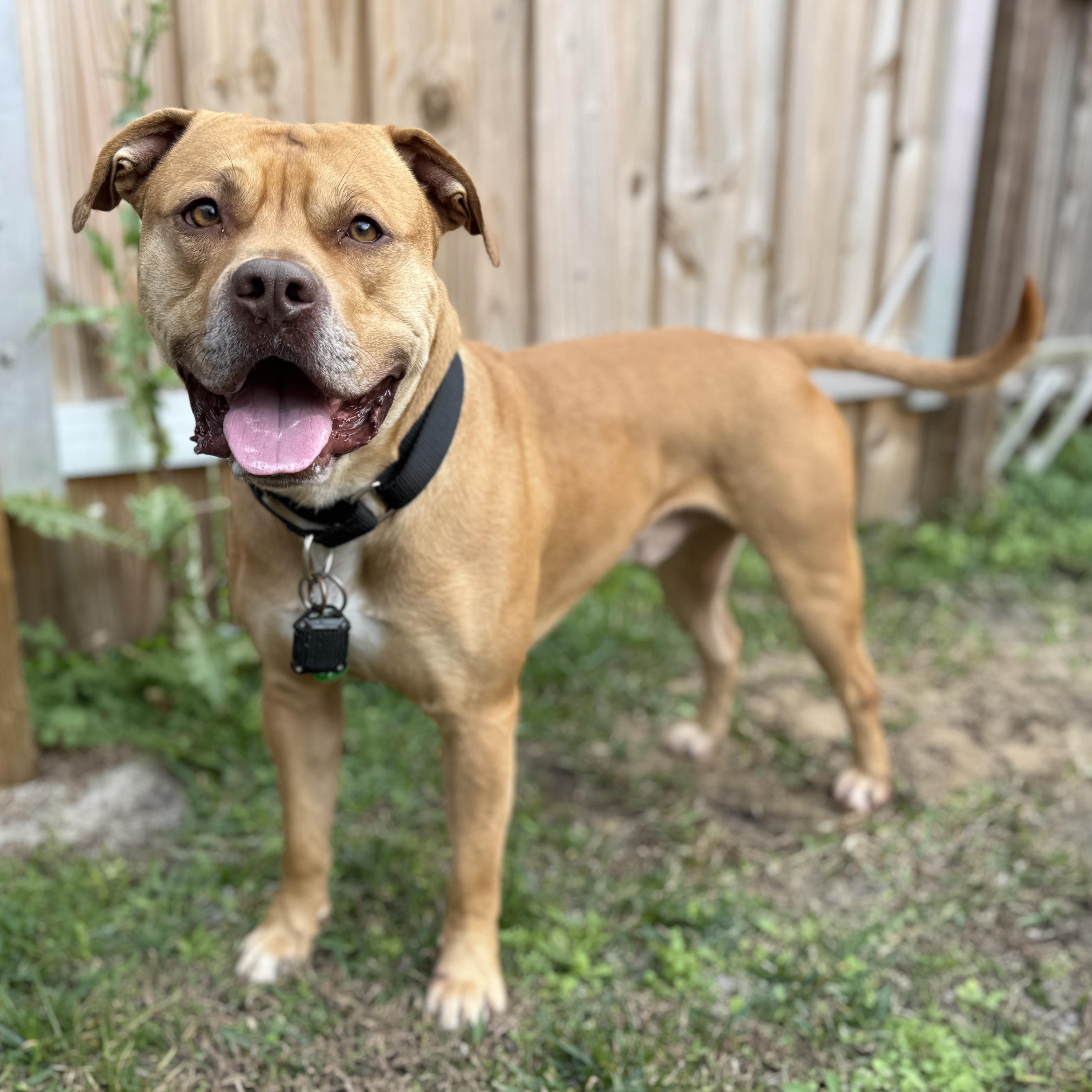 Enlarge Kross, a ADOPTABLE mixed breed in Deltona, FL image 3/5