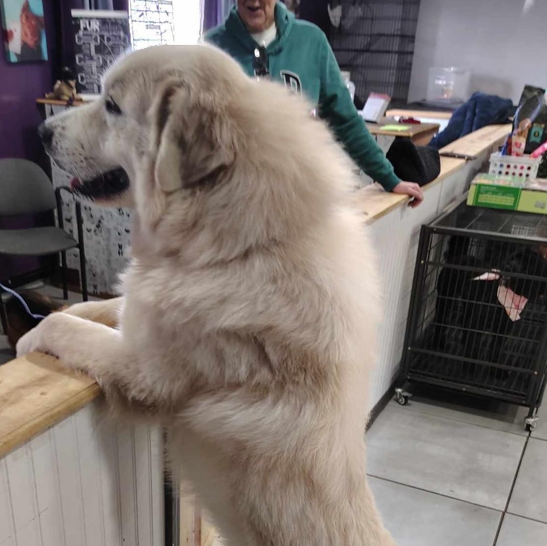 Roman - - Walk Only or 6' Fence Needed - Foster Needed