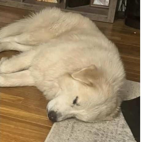 Roman - New to Rescue - Foster Needed - Walk Only or 6' Fence Needed, a Adoptable Great Pyrenees in Indianapolis, IN image 3/6