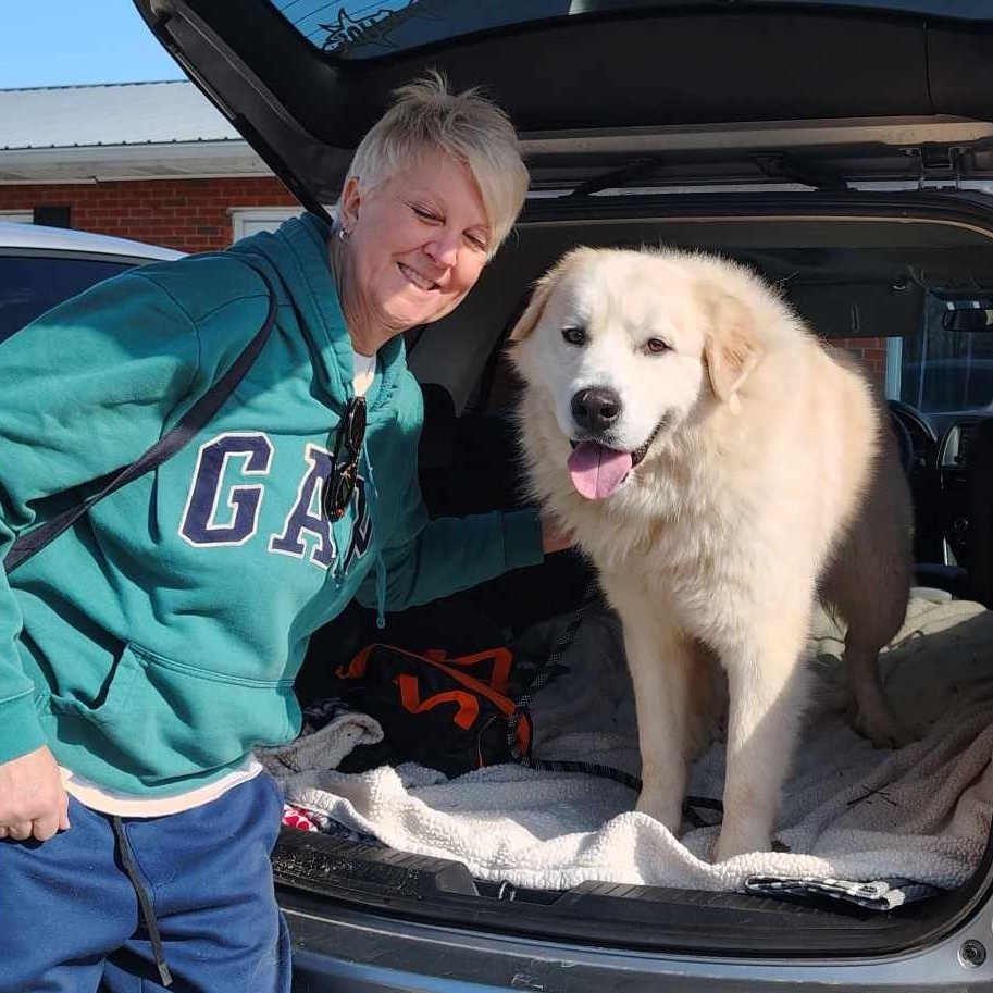 Roman - New to Rescue - Foster Needed - Walk Only or 6' Fence Needed, a Adoptable Great Pyrenees in Indianapolis, IN image 4/6