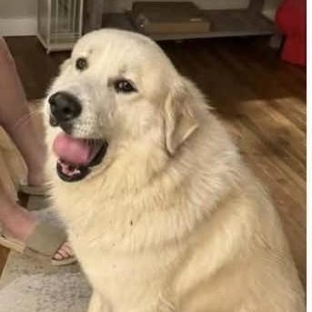 Roman - New to Rescue - Foster Needed - Walk Only or 6' Fence Needed, Adoptable, Adult Male Great Pyrenees.