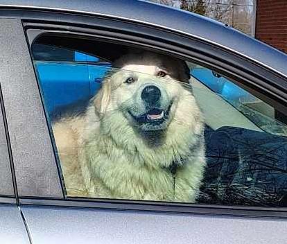 Roman - New to Rescue - Foster Needed - Walk Only or 6' Fence Needed, a Adoptable Great Pyrenees in Indianapolis, IN image 5/6