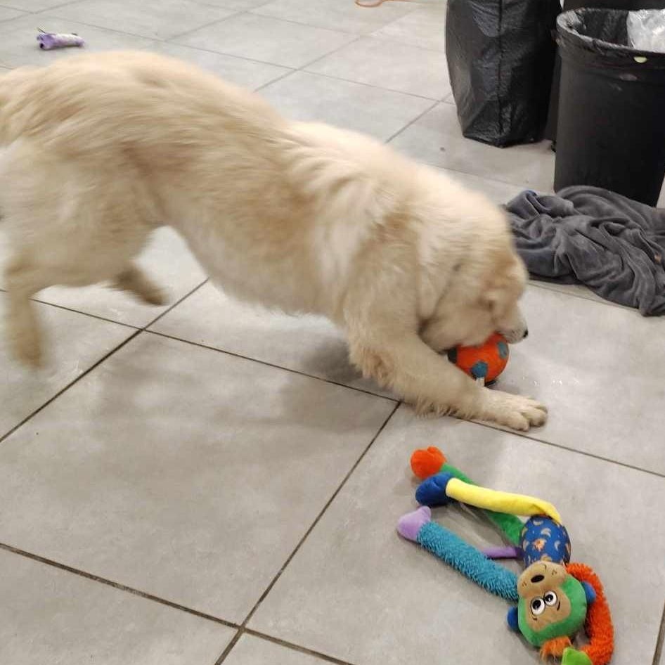 Roman - New to Rescue - Foster Needed - Walk Only or 6' Fence Needed, a Adoptable Great Pyrenees in Indianapolis, IN image 6/6