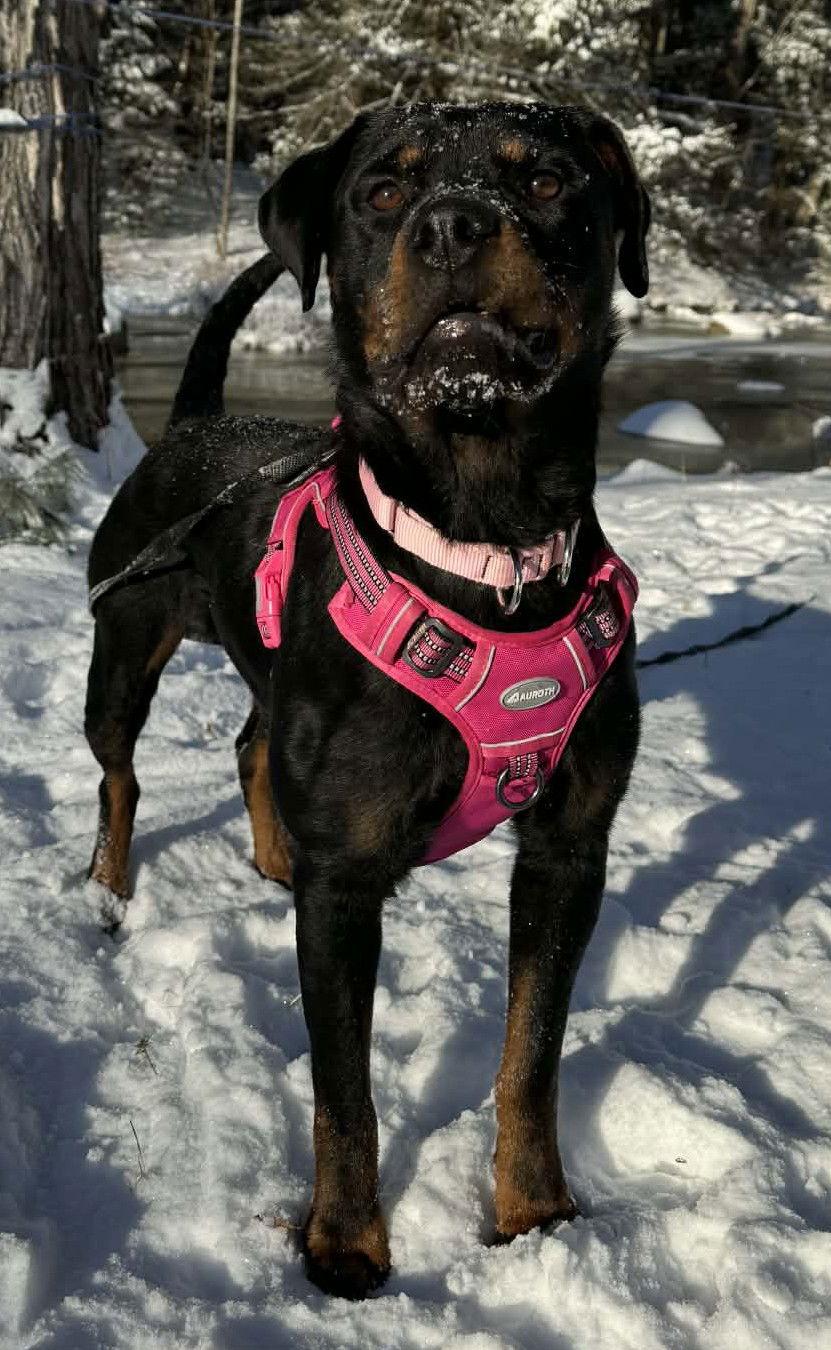 Moka, Adopted, Adult Female Rottweiler.