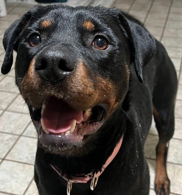 Moka, a Adopted Rottweiler in Hillsboro, NH image 3/3