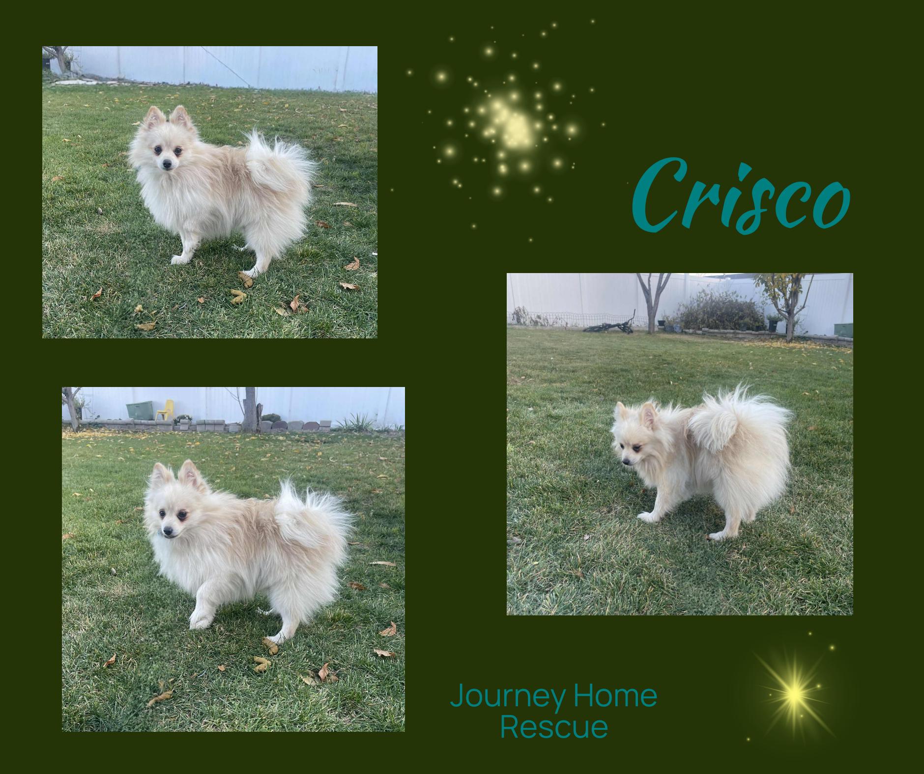 Crisco, Adoptable, Adult Male Pomeranian.