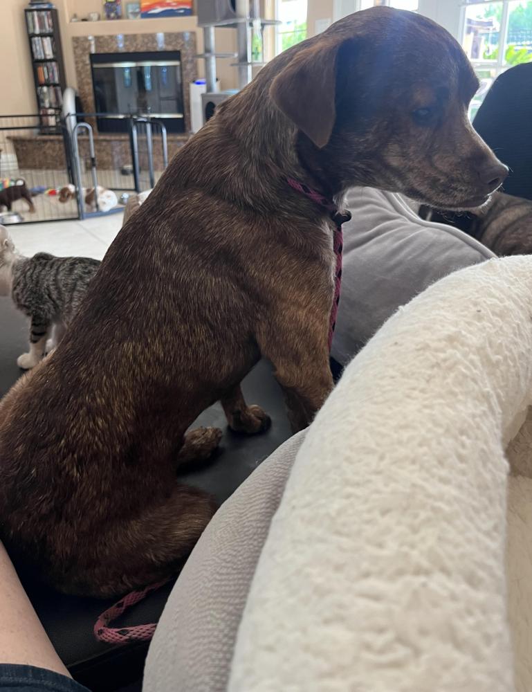 Tin Man, Adoptable, Young Male Chihuahua & Dachshund.