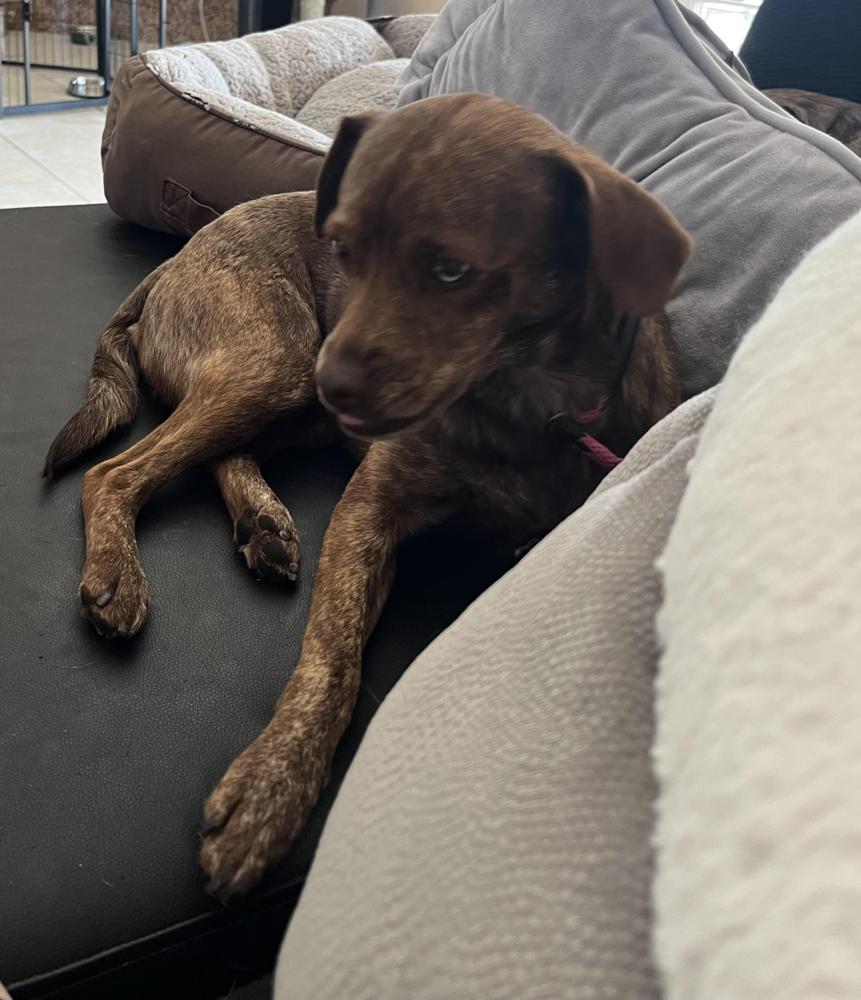 Enlarge Tin Man, a Adoptable mixed breed in Lancaster, CA image 2/3