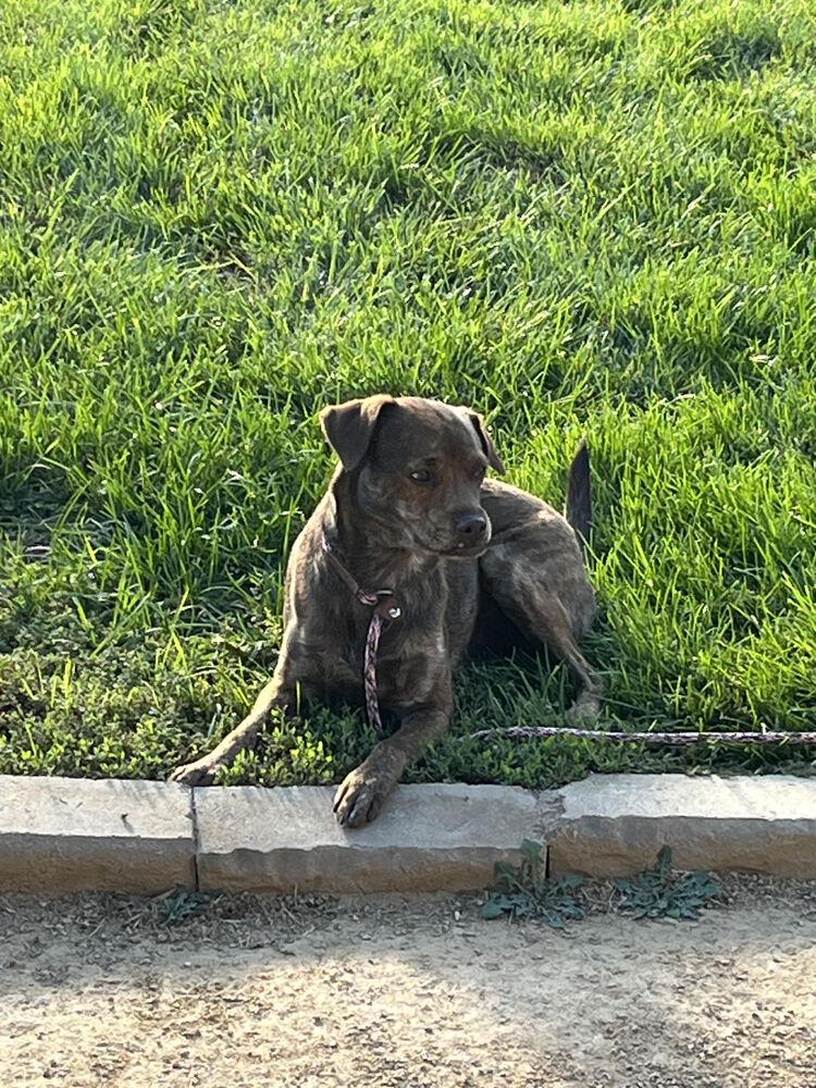 Enlarge Tin Man, a Adoptable mixed breed in Lancaster, CA image 3/3