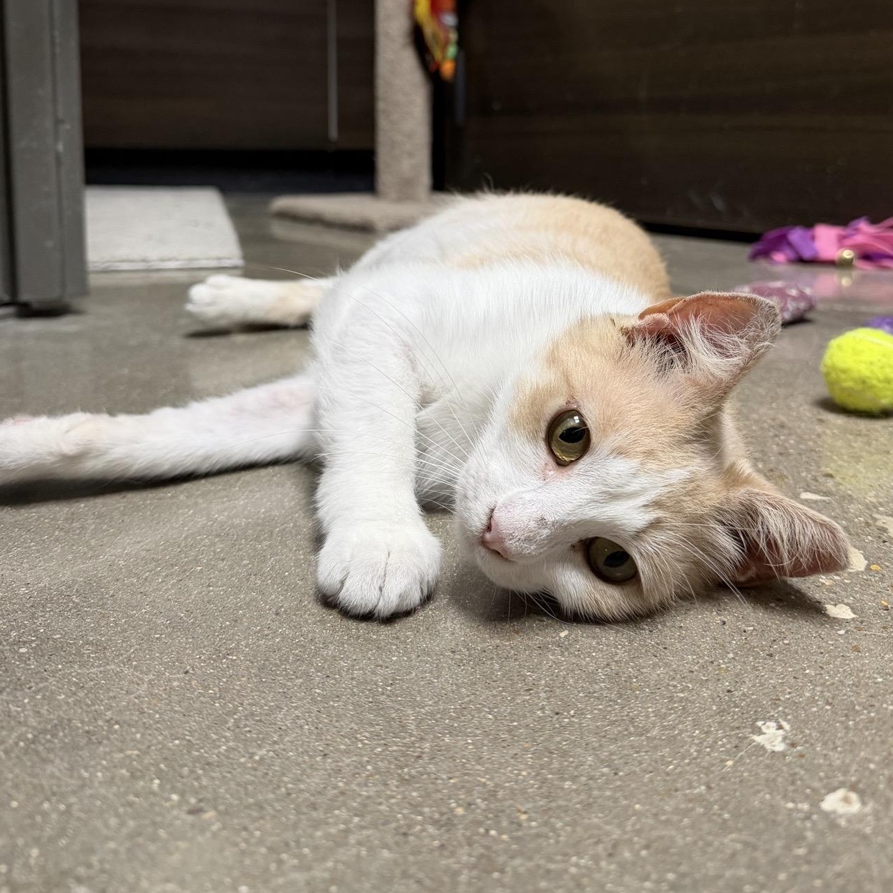 Crocker, ADOPTABLE, Young Male American Shorthair.