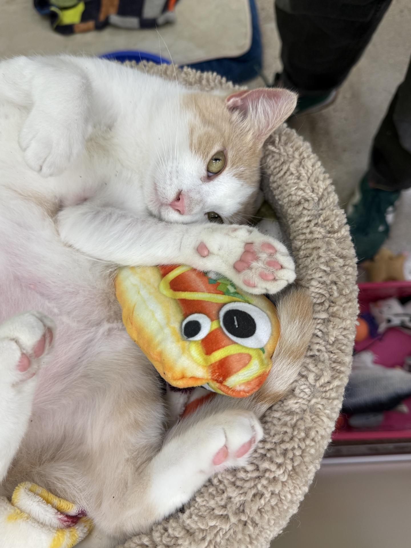 Enlarge Crocker, a ADOPTABLE American Shorthair in Austin, TX image 2/5