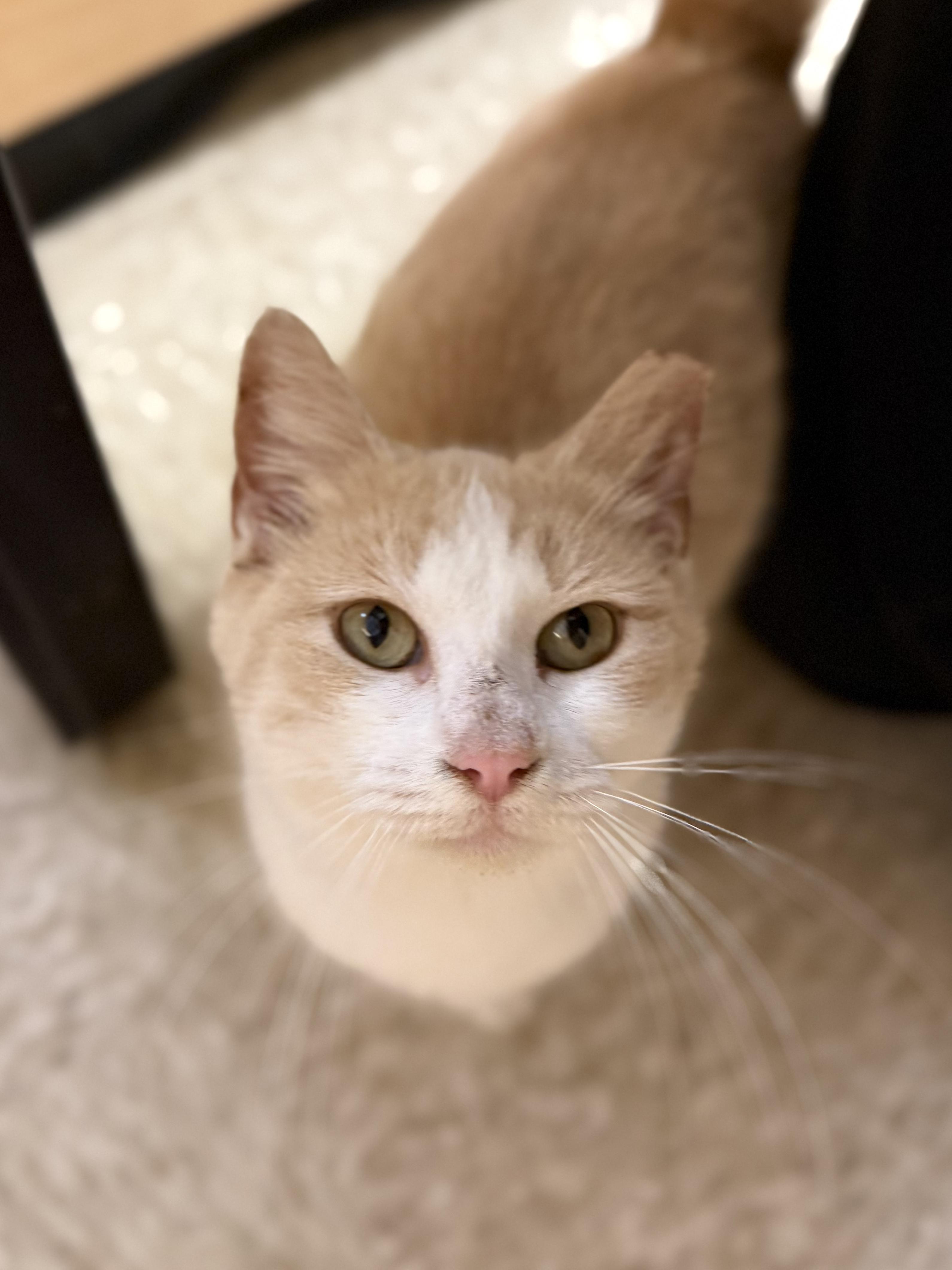 Enlarge Crocker, a ADOPTABLE American Shorthair in Cedar Park , TX image 2/5