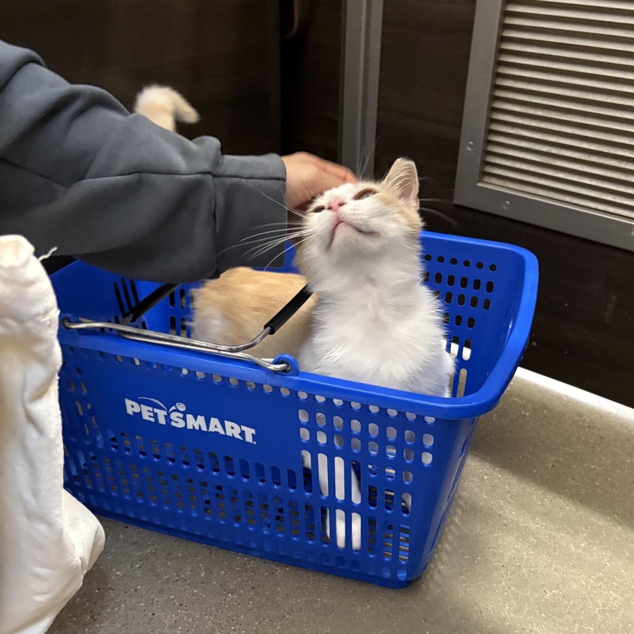 Enlarge Crocker, a ADOPTABLE American Shorthair in Austin, TX image 6/6