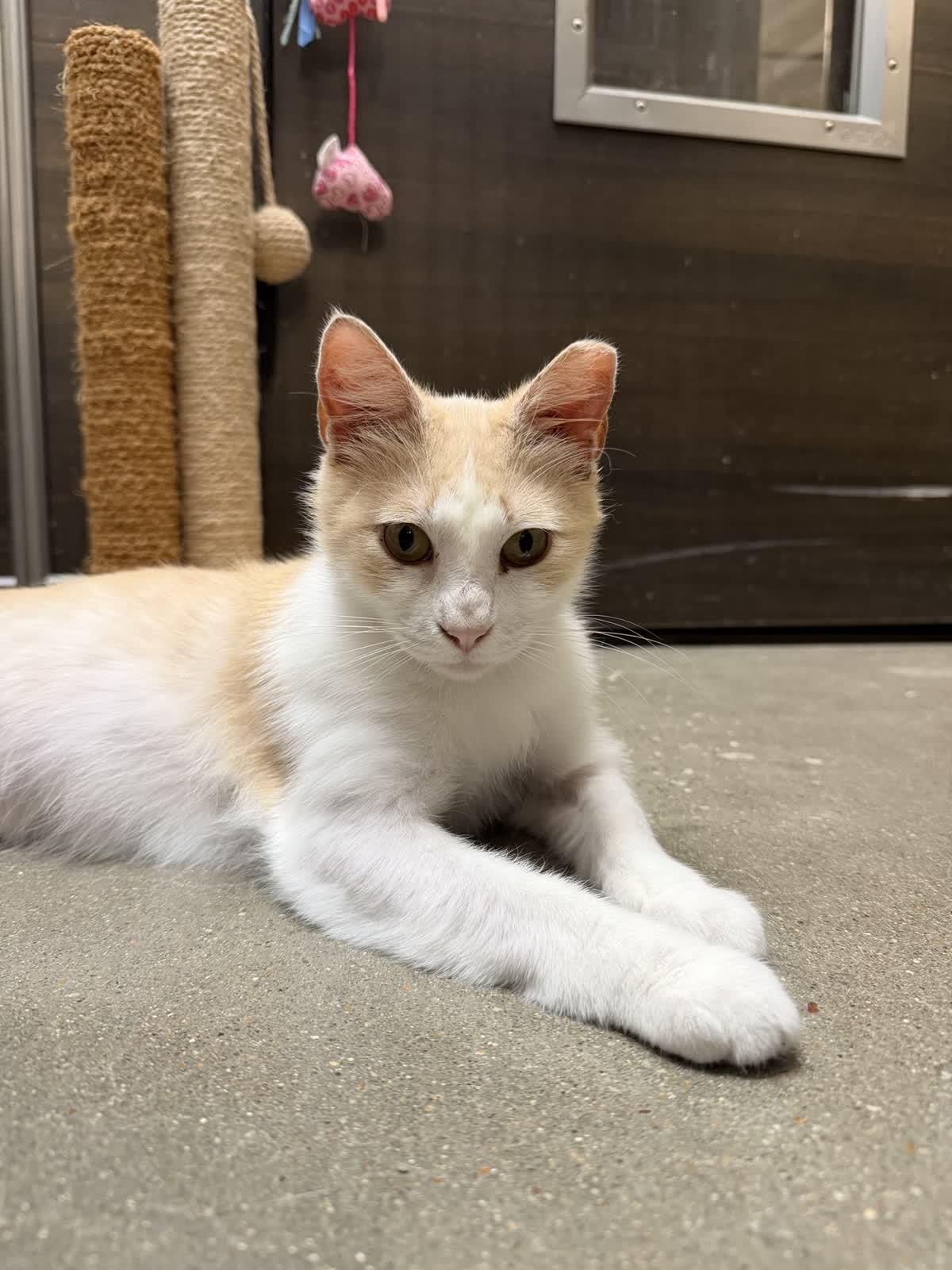 Enlarge Crocker, a ADOPTABLE American Shorthair in Austin, TX image 1/6
