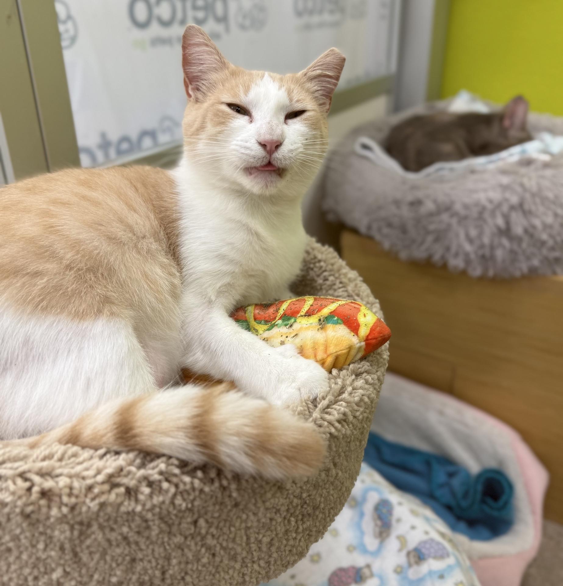 Crocker, ADOPTABLE, Young Male American Shorthair.