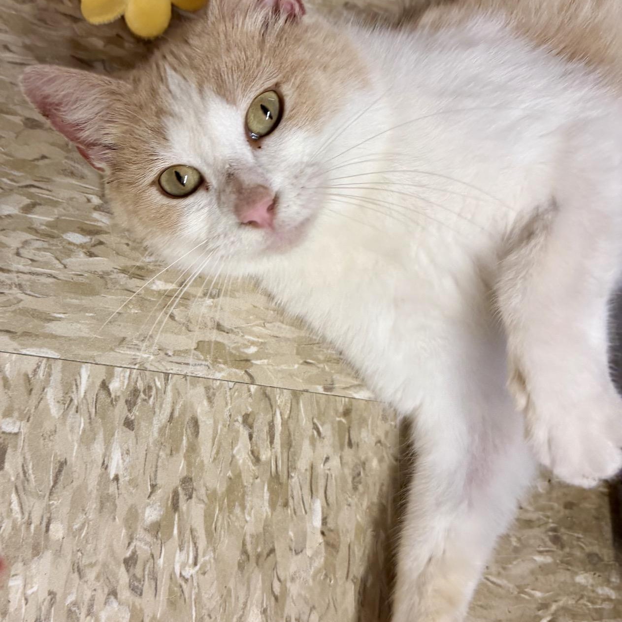 Enlarge Crocker, a ADOPTABLE American Shorthair in Cedar Park , TX image 3/5