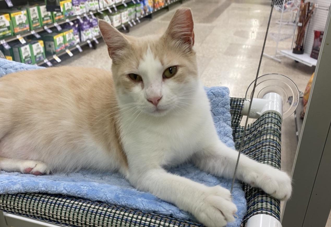 Crocker, ADOPTABLE, Young Male American Shorthair.
