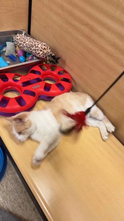 Enlarge Crocker, a ADOPTABLE American Shorthair in Cedar Park , TX video 4/5