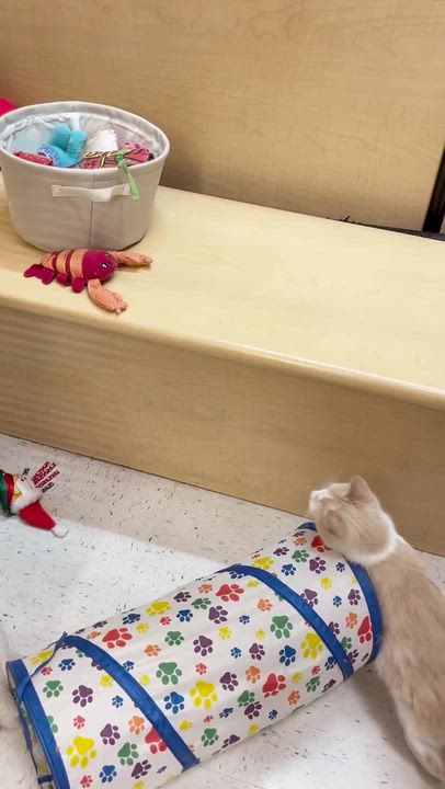 Enlarge Crocker, a ADOPTABLE American Shorthair in Cedar Park , TX video 5/5