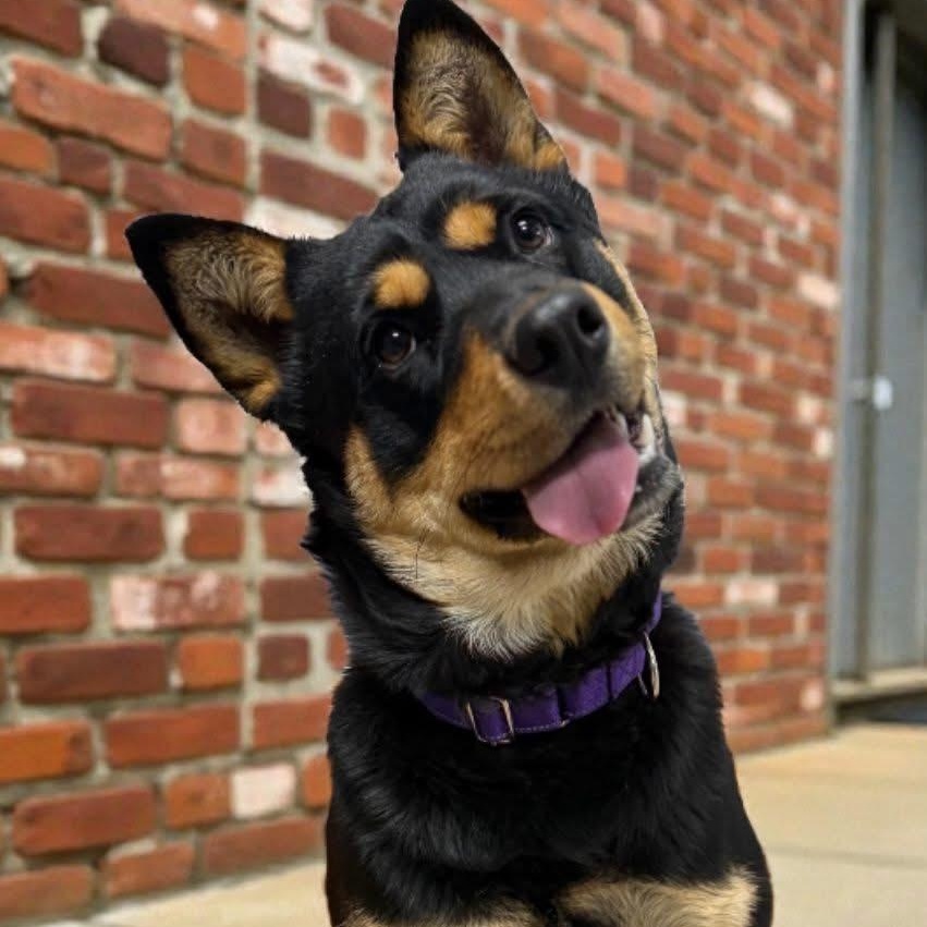 Enlarge Mona, a ADOPTABLE mixed breed in Brentwood, TN image 2/3