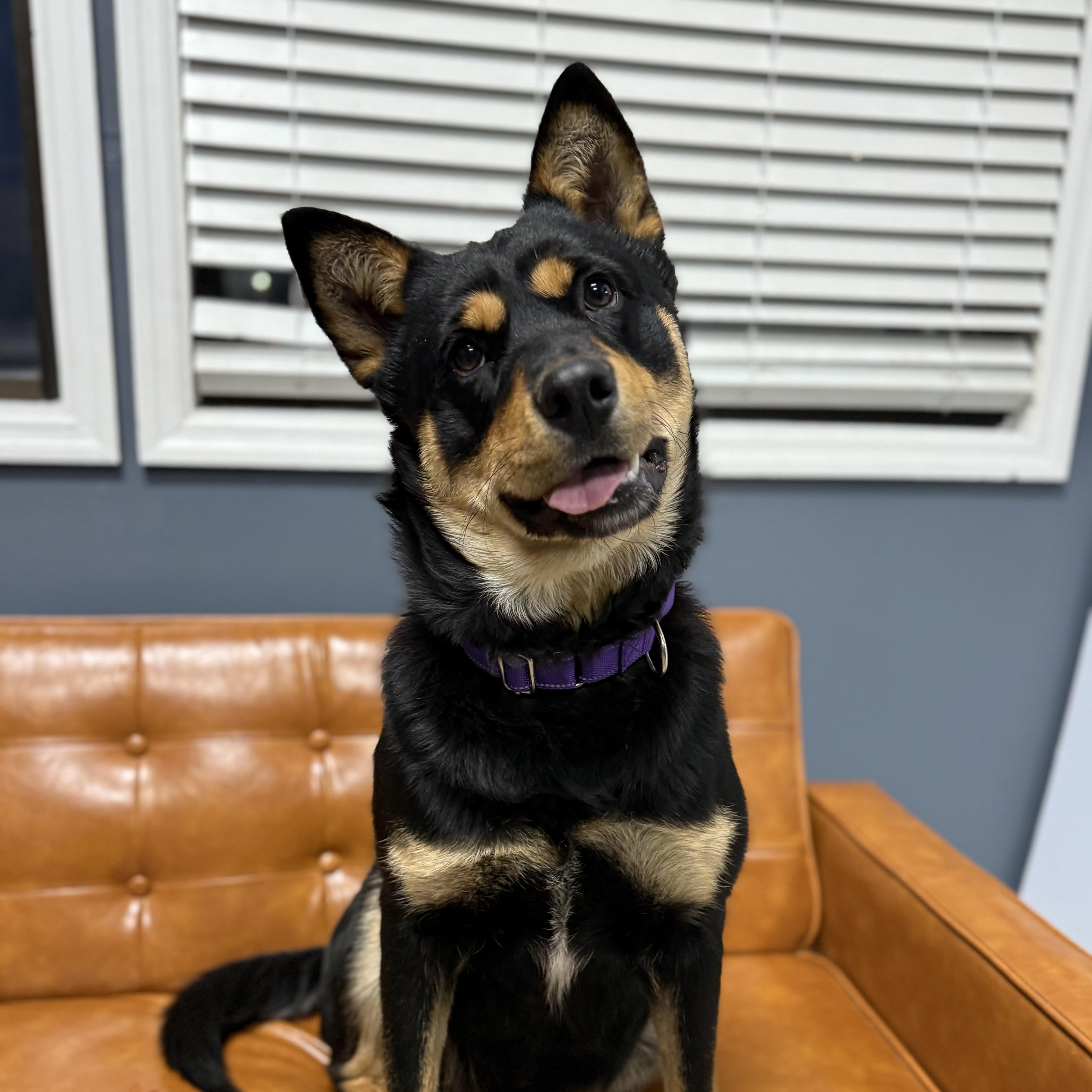 Enlarge Mona, a ADOPTABLE mixed breed in Brentwood, TN image 1/3