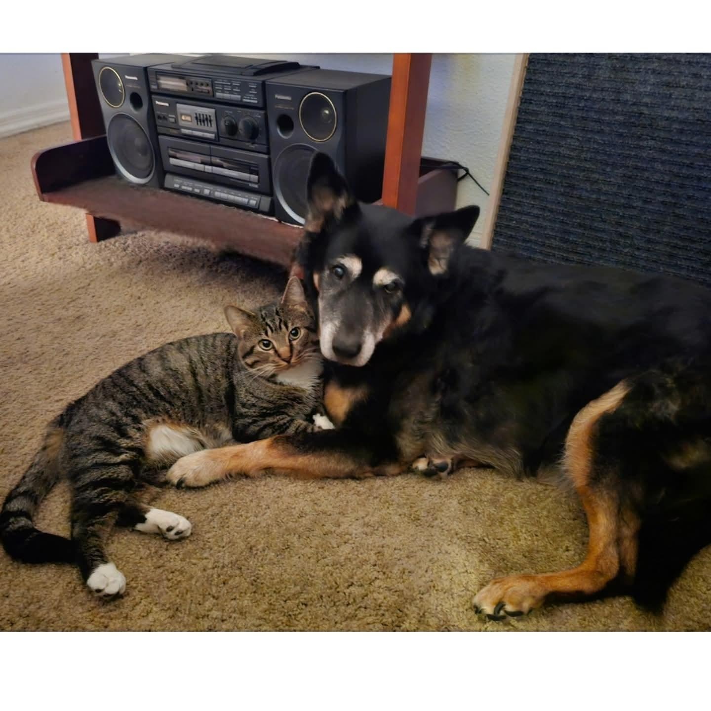 Mona, a ADOPTABLE mixed breed in Brentwood, TN image 2/4