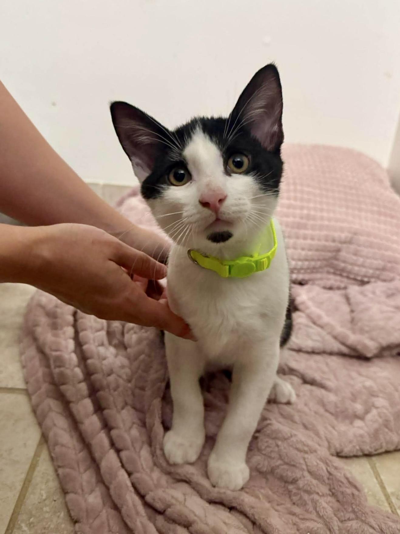 Enlarge Bandido, a Adoptable Domestic Short Hair in Warwick, RI image 2/2