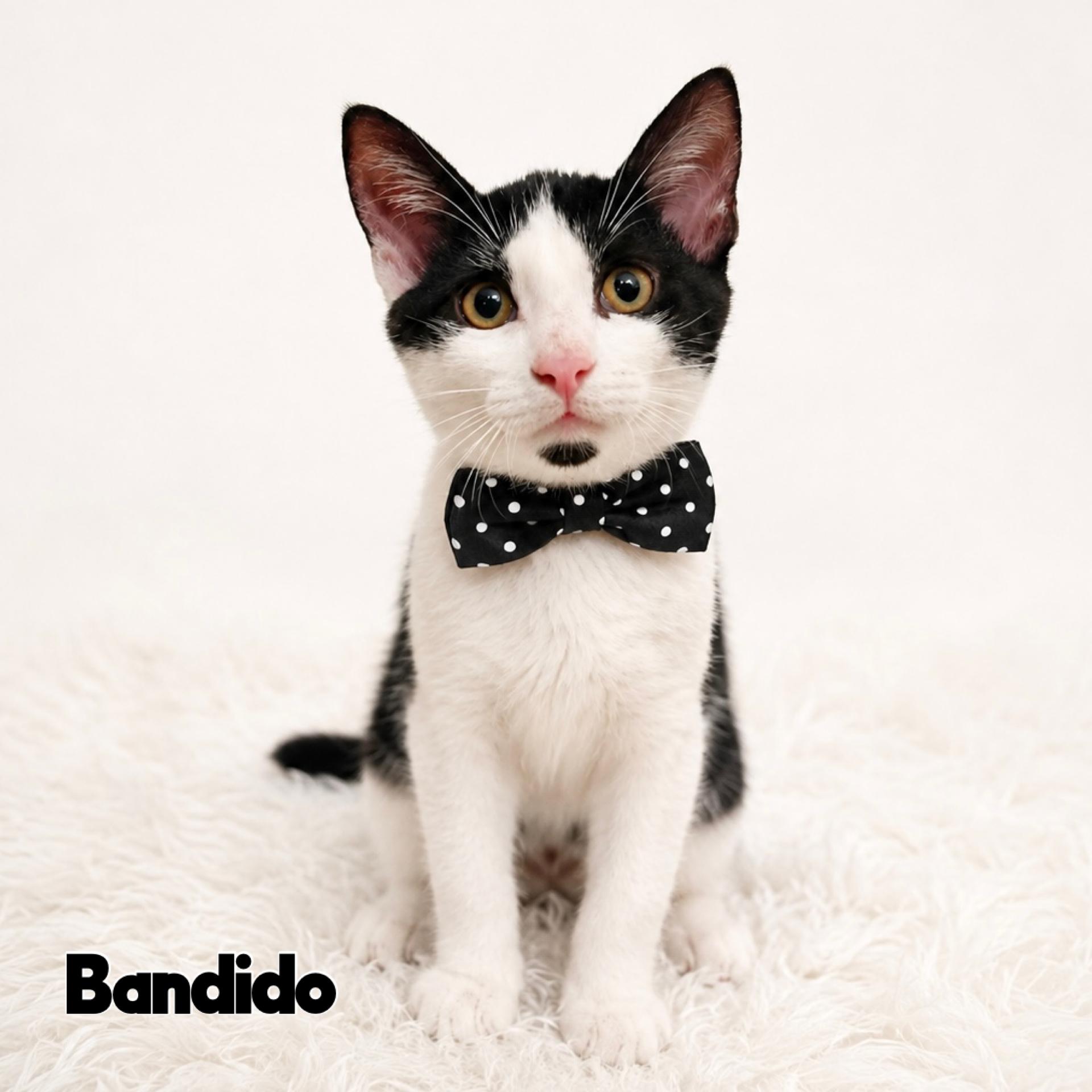 Enlarge Bandido, a Adoptable Domestic Short Hair in Warwick, RI image 1/2