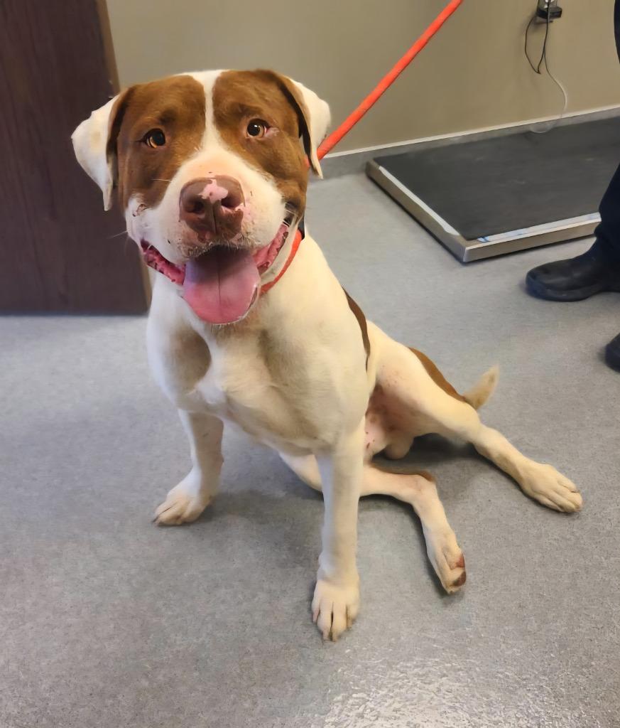 Enlarge Stan Yrly 383/26, a Adoptable Pit Bull Terrier in Sidney, OH image 1/2