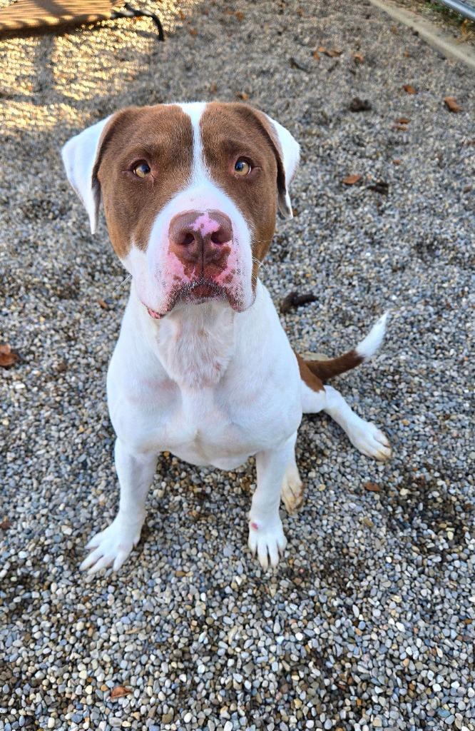 Enlarge Stan Yrly 383/26, a Adoptable Pit Bull Terrier in Sidney, OH image 2/2