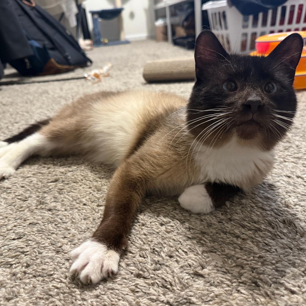 Weasel, Adoptable, Adult Male Domestic Short Hair.