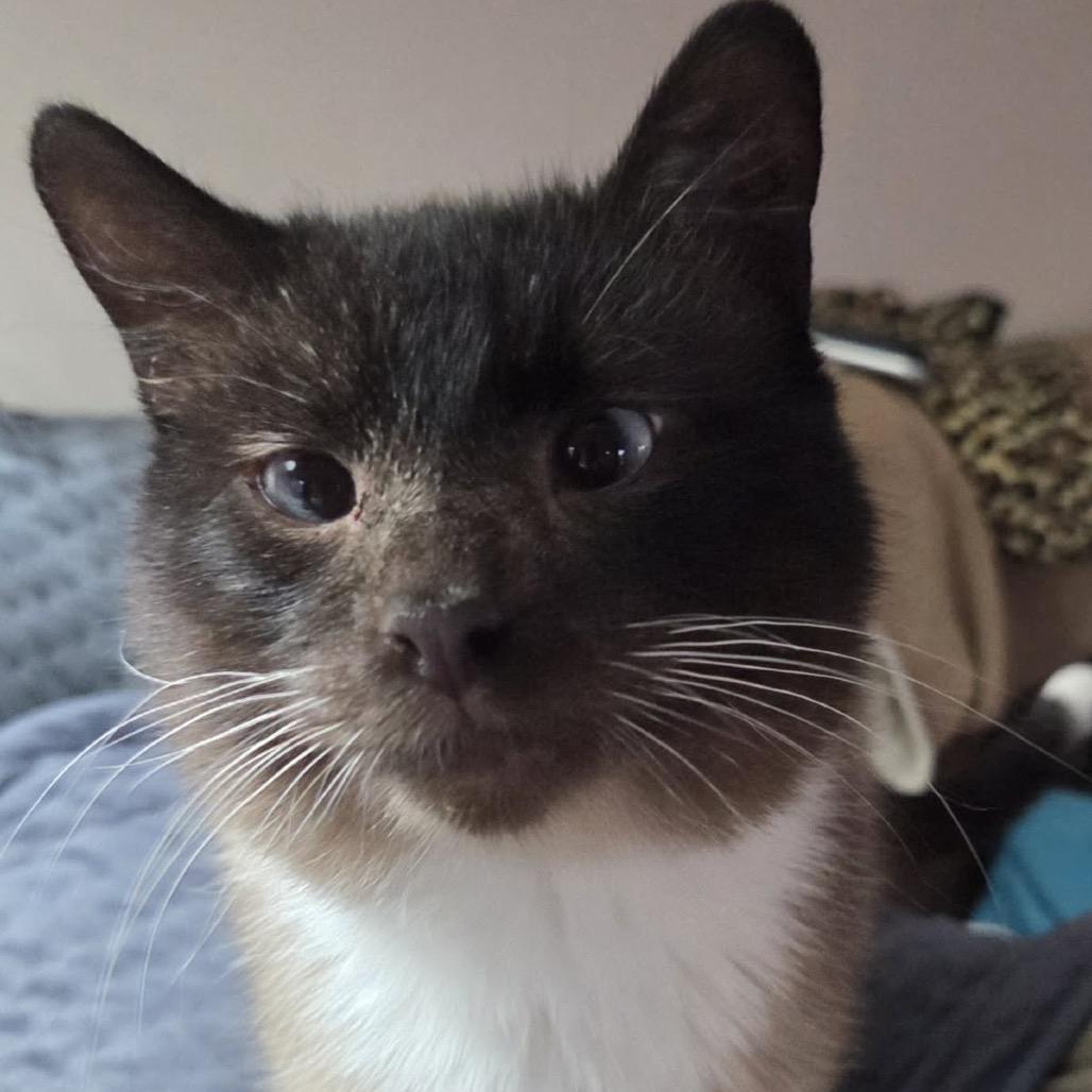 Enlarge Weasel, a Adoptable Domestic Short Hair in Columbia, MO image 3/6