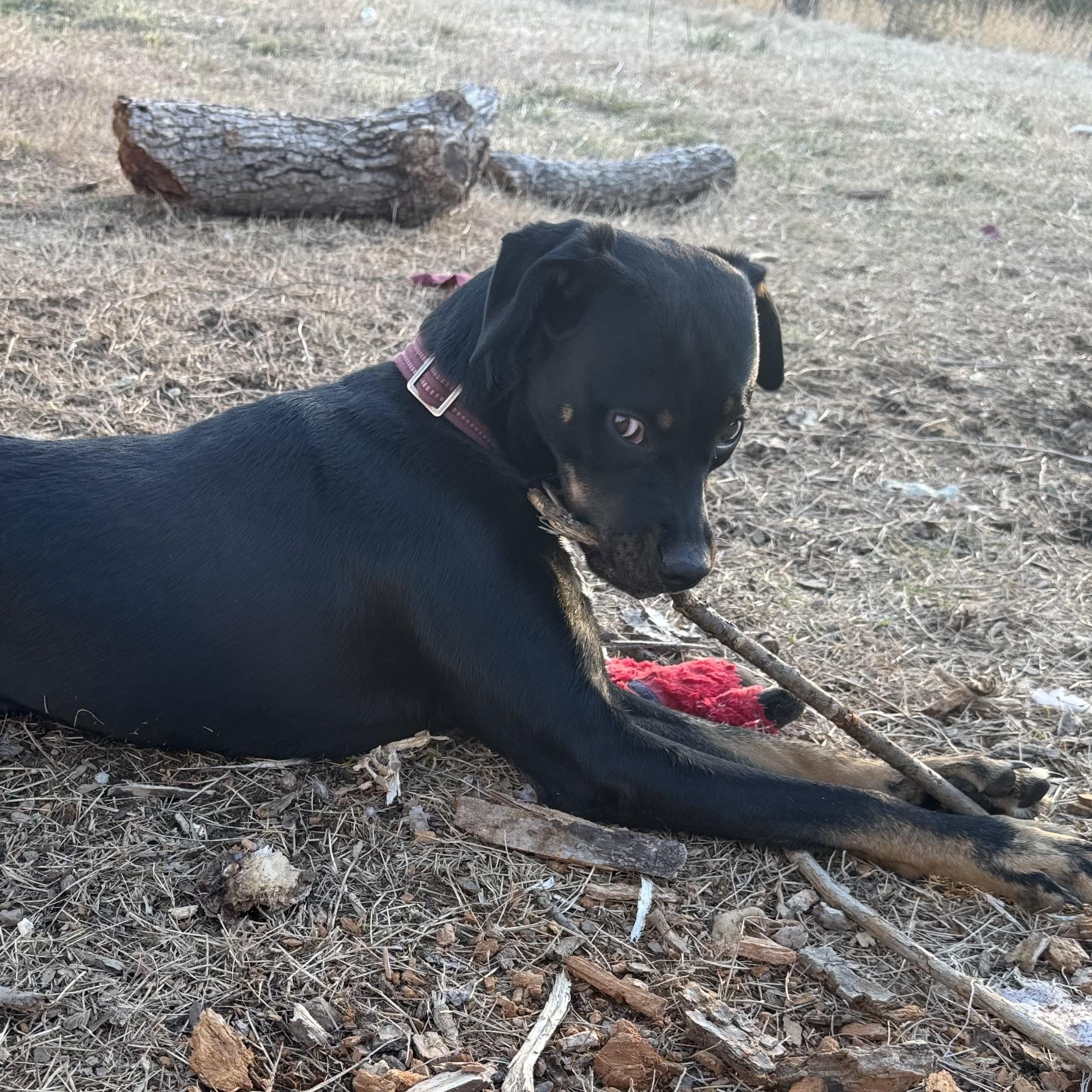 Enlarge Bella, an adopted mixed breed in Albany, NY image 6/6