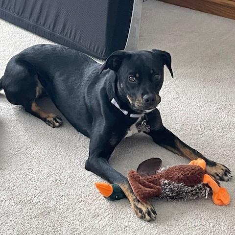 Enlarge Bella, an adopted mixed breed in Albany, NY image 2/6