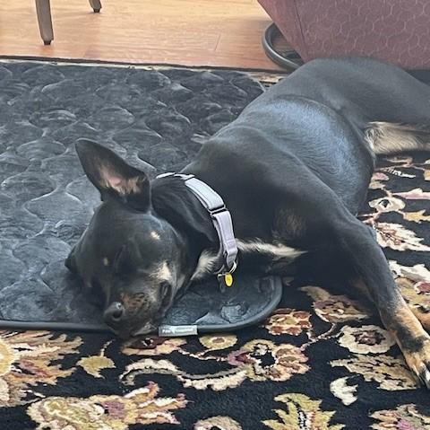 Enlarge Bella, an adopted mixed breed in Albany, NY image 5/6