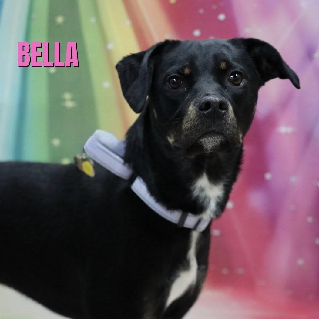 Enlarge Bella, an adopted mixed breed in Albany, NY image 1/6
