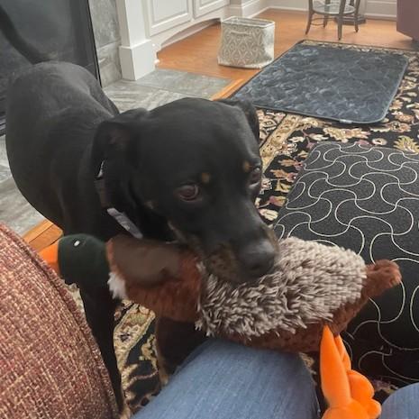 Enlarge Bella, an adopted mixed breed in Albany, NY image 4/6