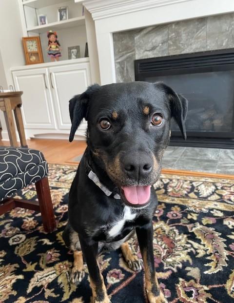 Enlarge Bella, an adopted mixed breed in Albany, NY image 3/6