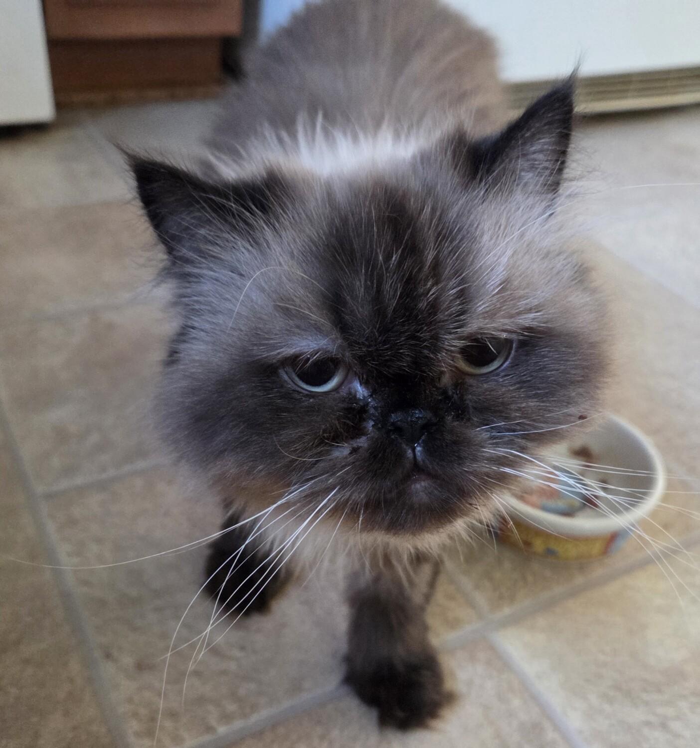 ROSE, an adopted Himalayan in Gurnee, IL image 3/5