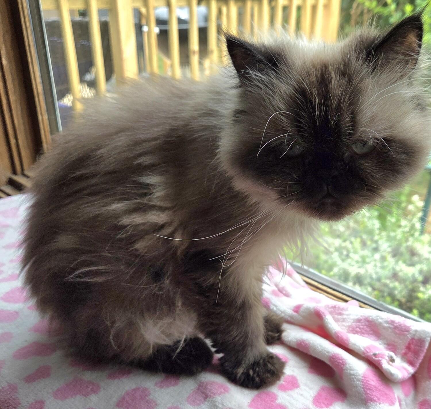 ROSE, an adopted Himalayan in Gurnee, IL image 2/5