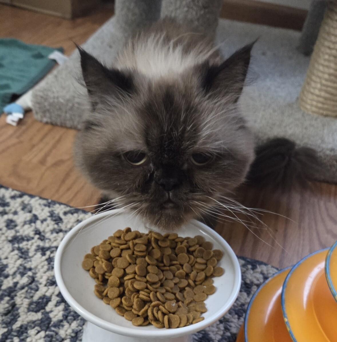ROSE, an adopted Himalayan in Gurnee, IL image 5/5