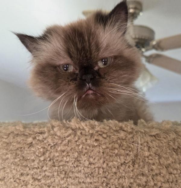 ROSE, an adopted Himalayan in Gurnee, IL image 1/5