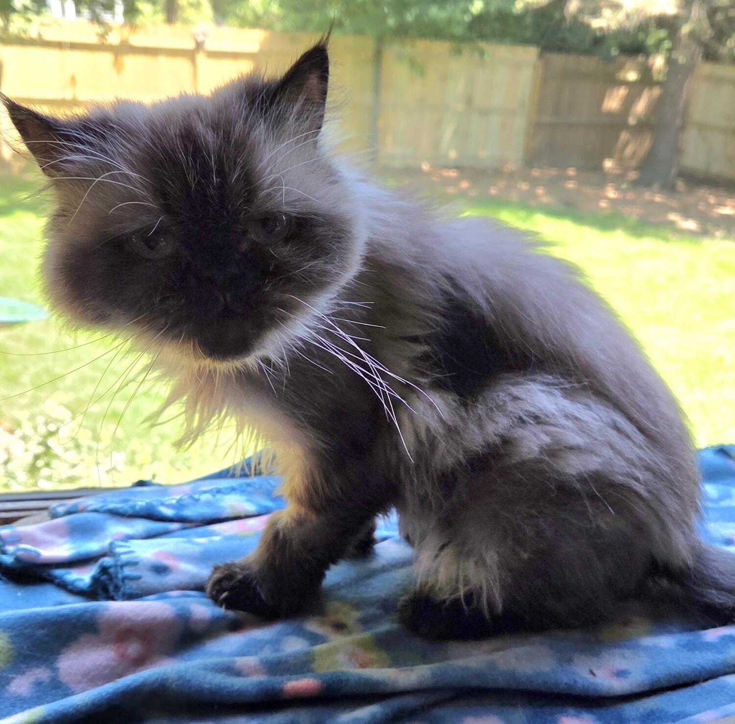 ROSE, an adopted Himalayan in Gurnee, IL image 4/5
