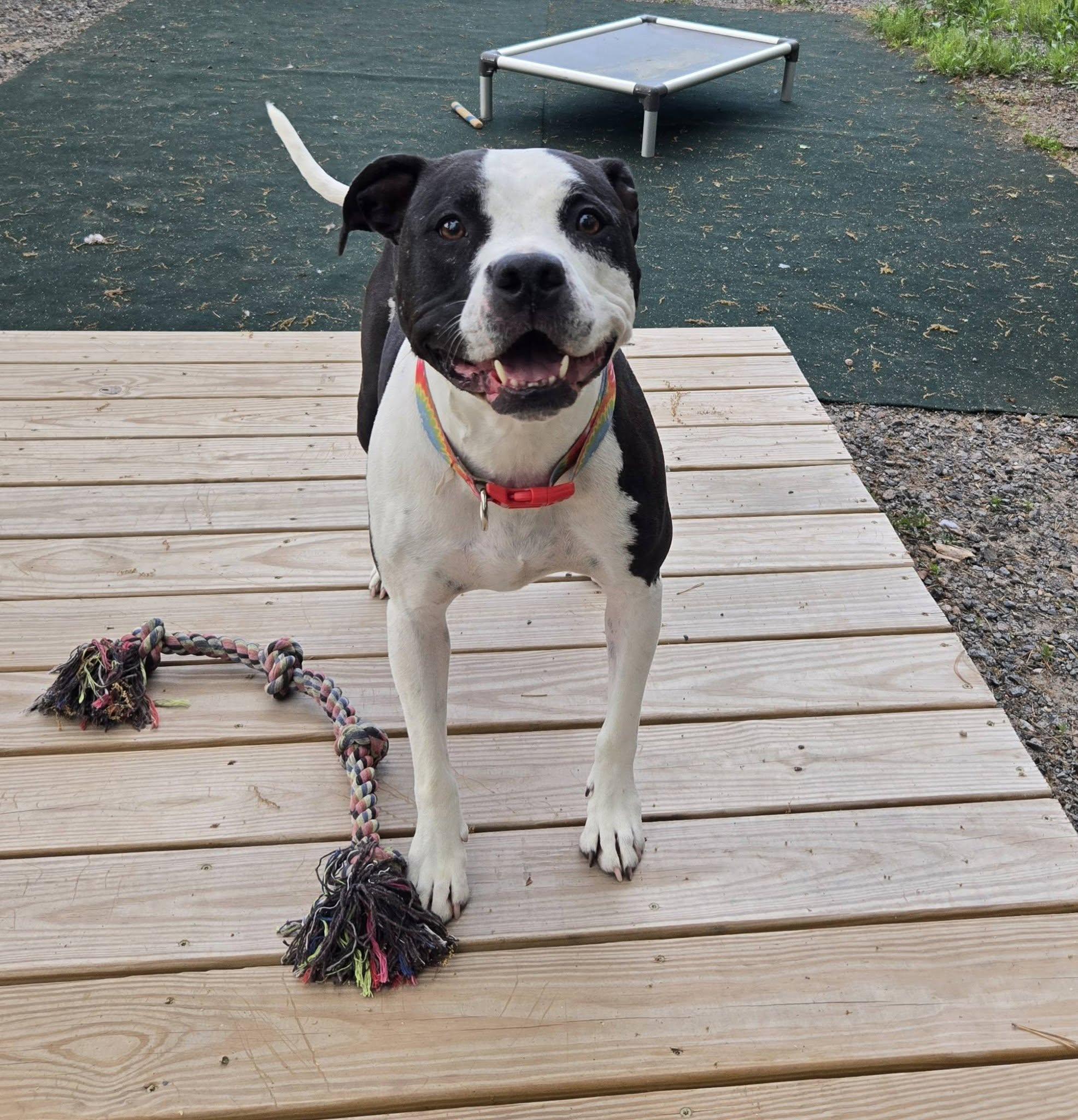 Star, ADOPTABLE, Adult Female American Staffordshire Terrier & Mixed Breed.