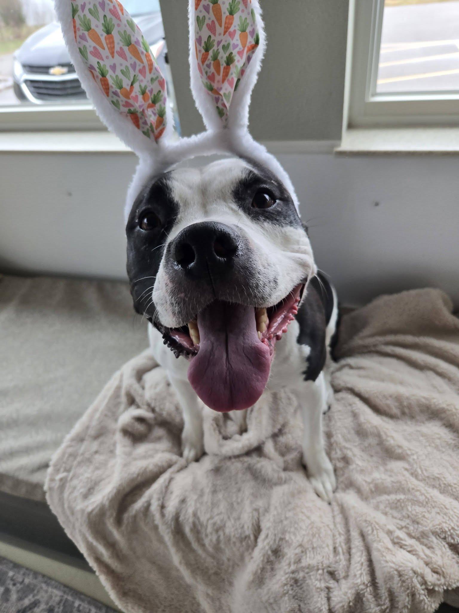 Star, a ADOPTABLE mixed breed in Black River Falls, WI image 4/5