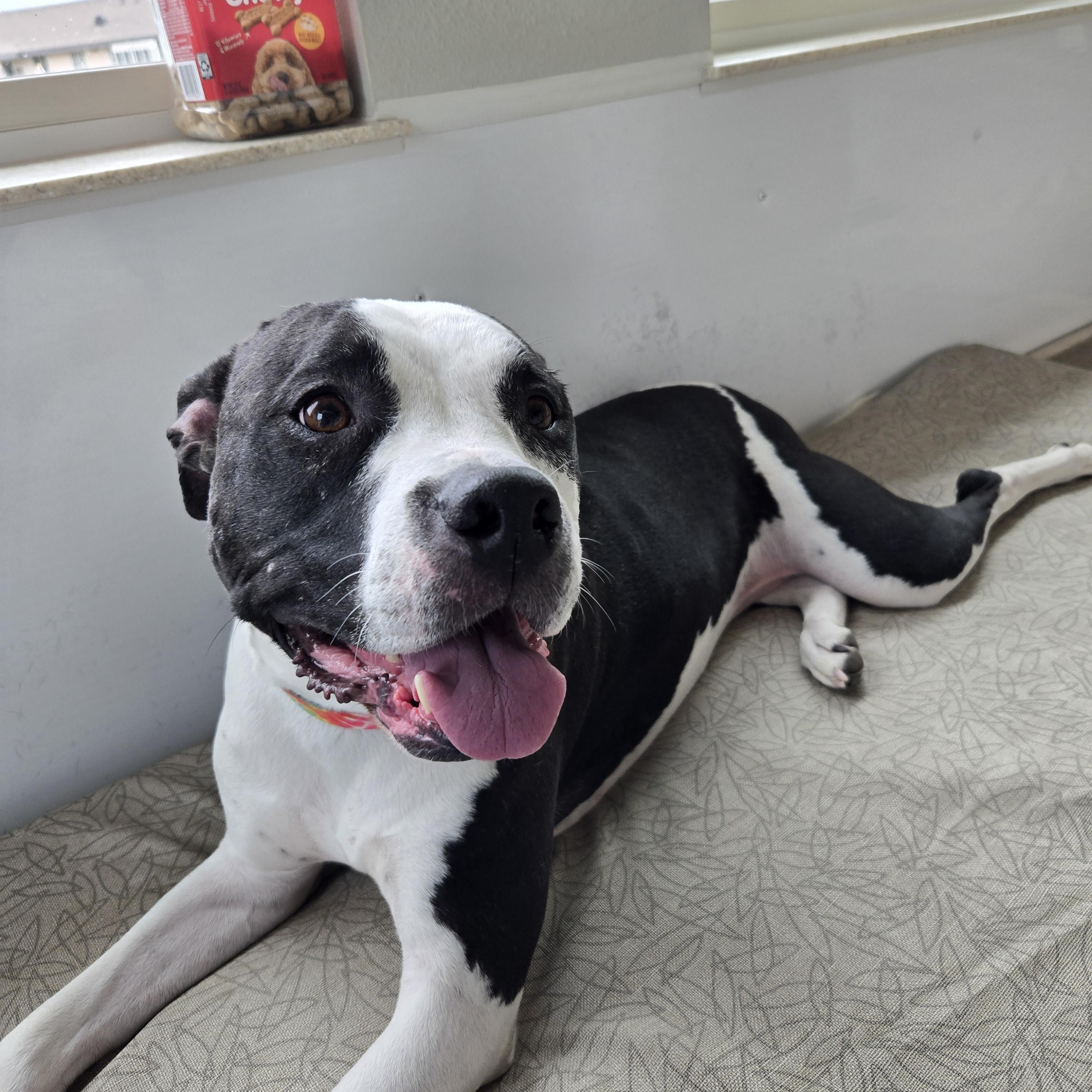 Star, a ADOPTABLE mixed breed in Black River Falls, WI image 3/5