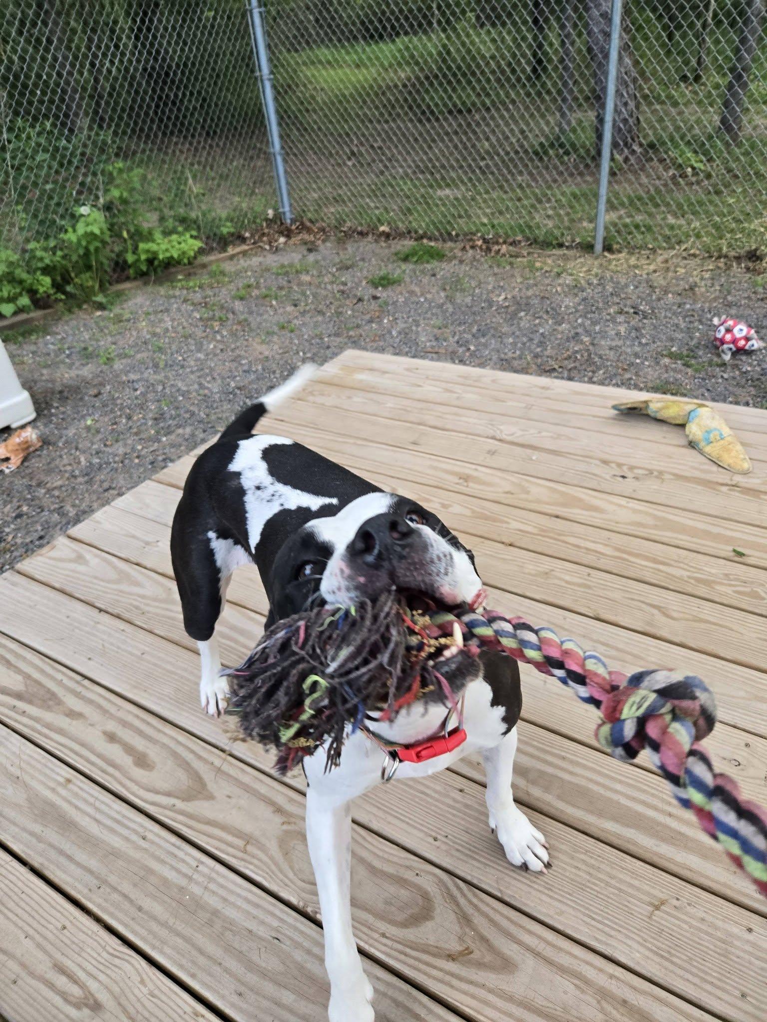 Star, a ADOPTABLE mixed breed in Black River Falls, WI image 2/5
