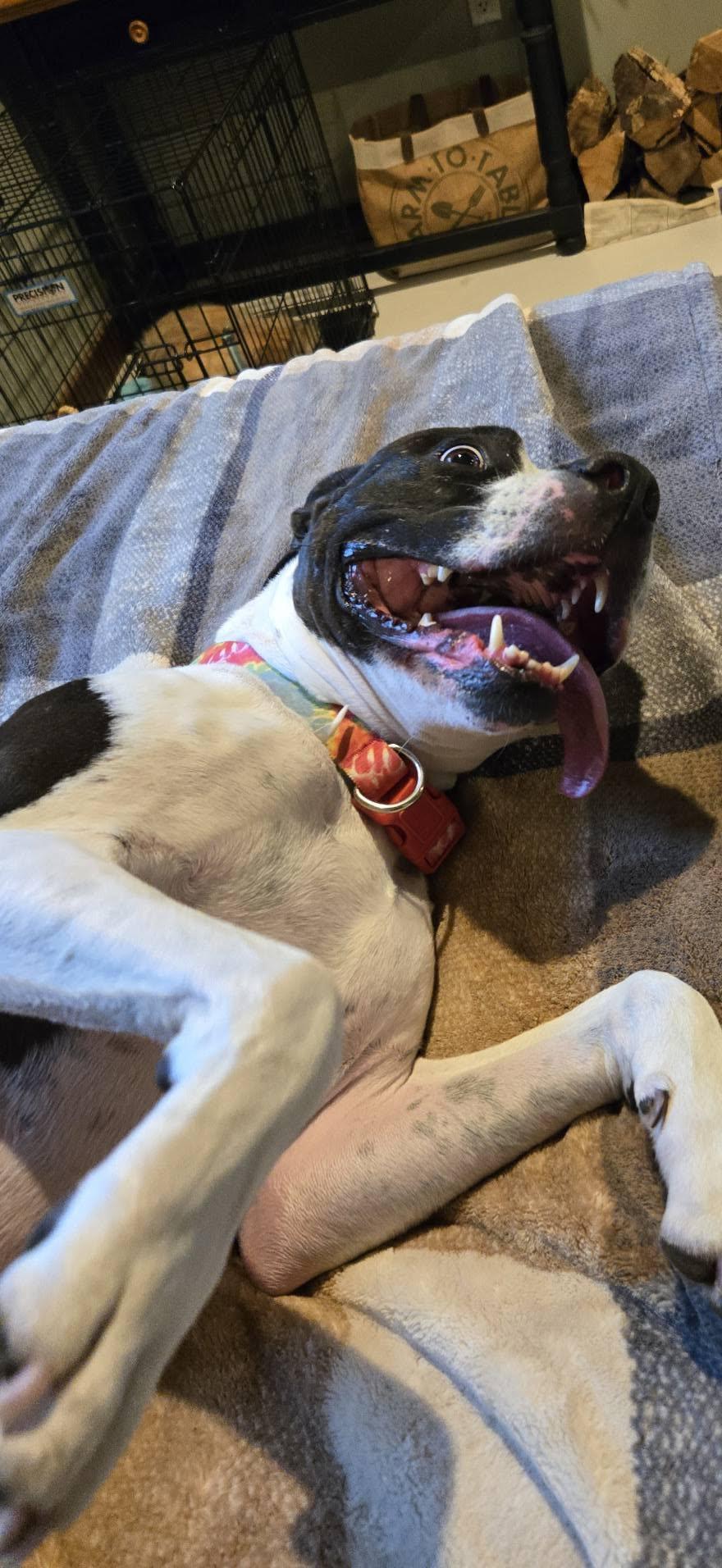 Star, a ADOPTABLE mixed breed in Black River Falls, WI image 5/5
