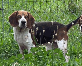 Rocko, ADOPTABLE, Adult Male Beagle.