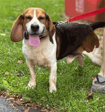 Enlarge Rocko, a ADOPTABLE Beagle in West Decatur, PA image 2/6